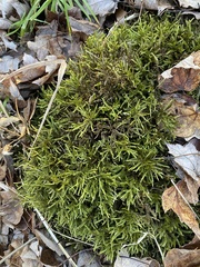 Climacium dendroides