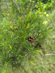 Hecatesia fenestrata