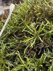 Climacium dendroides