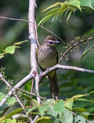 Pycnonotus luteolus