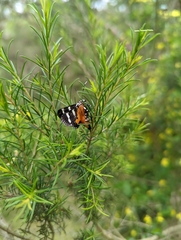 Hecatesia fenestrata
