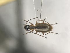 Agonum nigriceps
