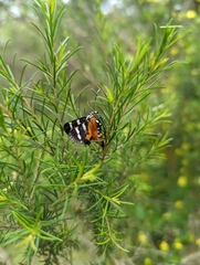 Hecatesia fenestrata