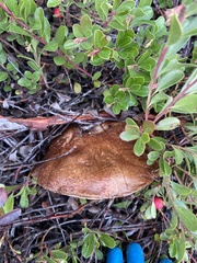 Leccinum manzanitae