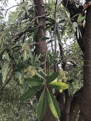 Alstonia scholaris