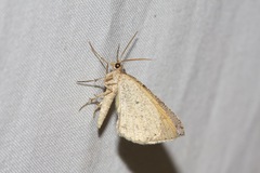 Paramelora lychnota