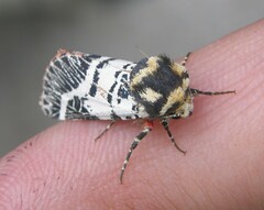 Chlanidophora patagiata