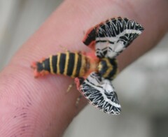 Chlanidophora patagiata