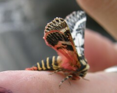 Chlanidophora patagiata