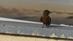 Hirundinea ferruginea