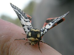 Chlanidophora patagiata