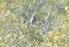 Leptasthenura aegithaloides