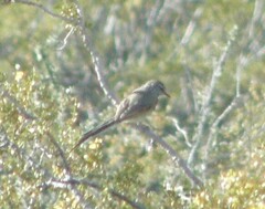 Leptasthenura aegithaloides