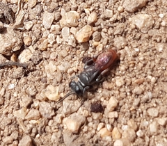 Miscophini