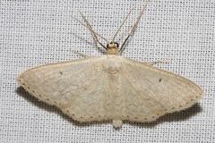 Scopula optivata
