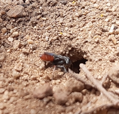 Miscophini