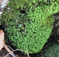 Bartramia pomiformis