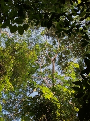 Parkia
