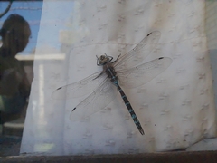 Rhionaeschna absoluta