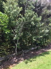 Callistachys lanceolata