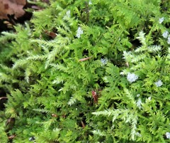 Rhynchostegium serrulatum