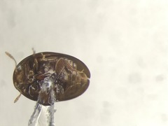 Acylomus