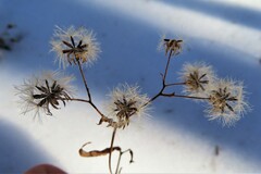 Hieracium paniculatum