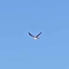 Falco sparverius