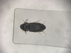 Hypnoidus abbreviatus