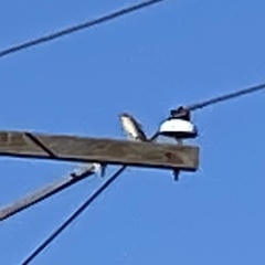 Falco sparverius
