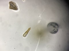 Hypnoidus abbreviatus