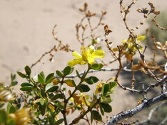 Larrea divaricata