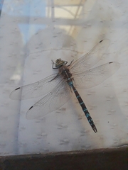 Rhionaeschna absoluta