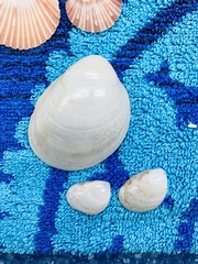 Laevicardium serratum