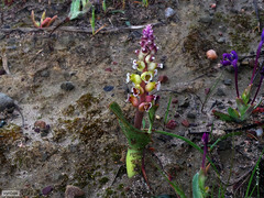 Lachenalia membranacea