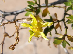 Larrea divaricata