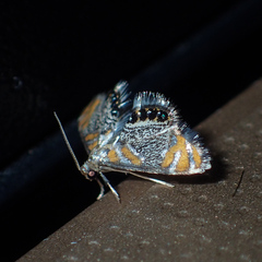 Nymphicula