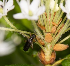 Pidonia ruficollis