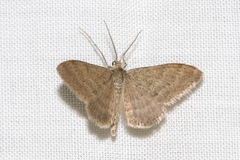 Scopula lydia