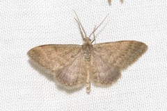 Scopula lydia
