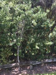 Callistachys lanceolata