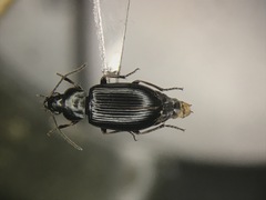 Bradycellus nigrinus