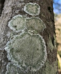 Lecanora thysanophora