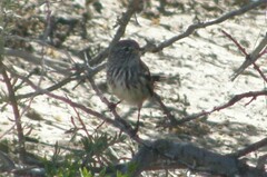 Anairetes flavirostris