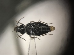 Bradycellus nigrinus