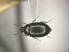 Platydema excavata