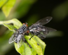 Sarcophagidae