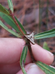 Stillingia sylvatica