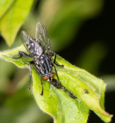 Sarcophagidae