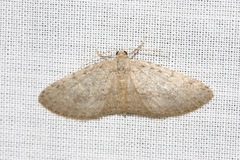 Poecilasthena scoliota